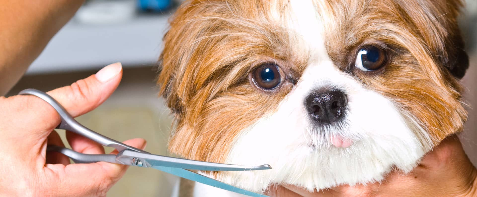 Dog Nail Trimming Service